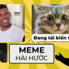 Tổng hợp Avatar Meme Mèo Bựa Hài Hước Độc Lạ Nhất Năm 2026