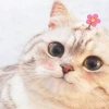 Tổng hợp avatar mèo meme hài hước và đáng yêu cho năm 2026