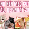 Tuyển Tập Ảnh Avatar Mèo Cực Dễ Thương Cho Năm 2026