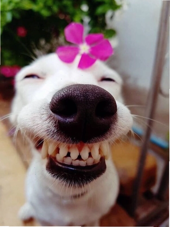 Ảnh chế chó mèo với tình huống hài hước