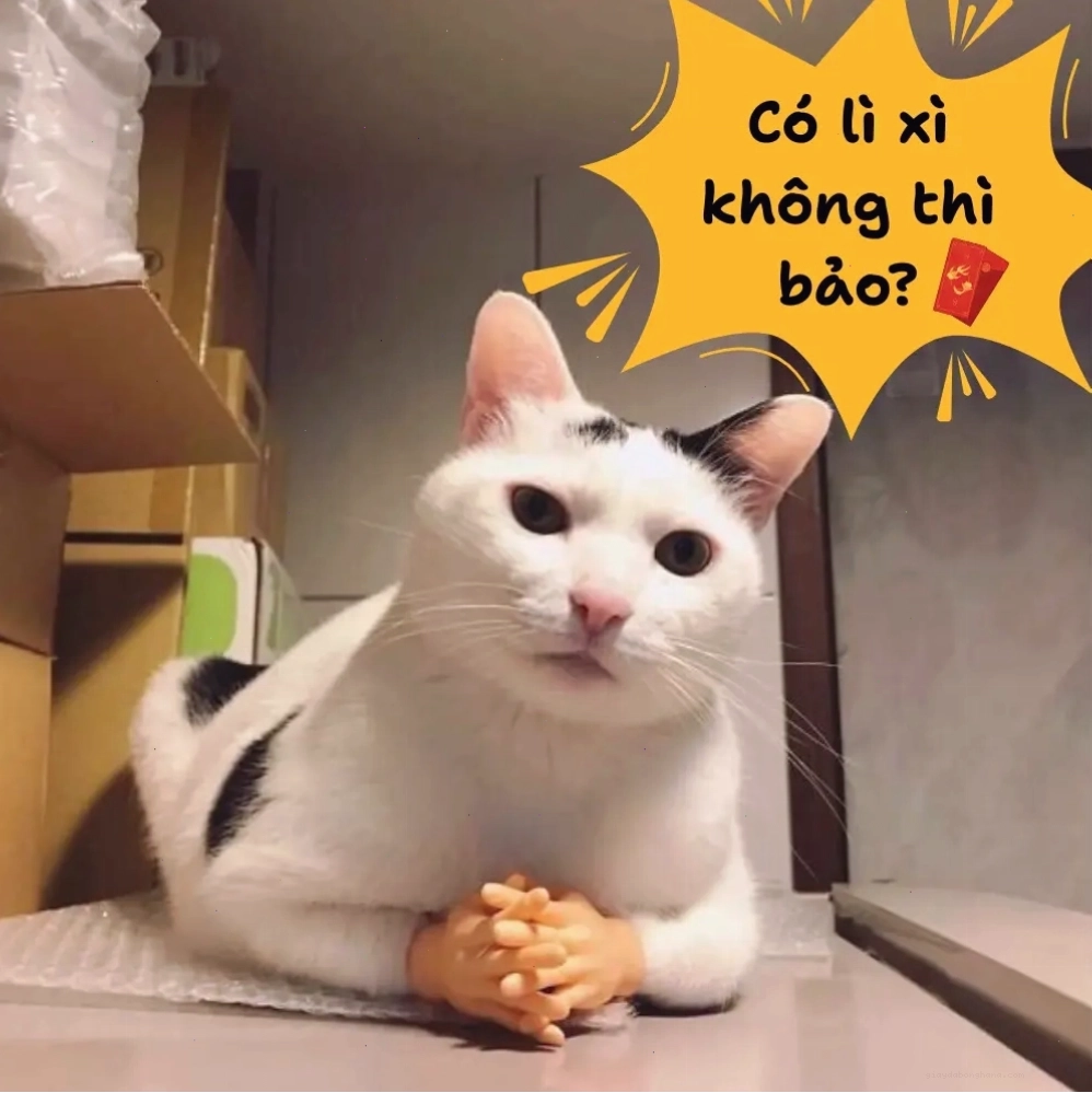 Ảnh chế mèo hài hước đòi lì xì có lì xi không thì bảo