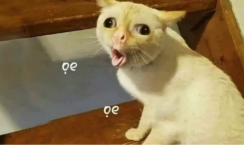 Ảnh meme mèo biểu cảm hài hước vui nhộn