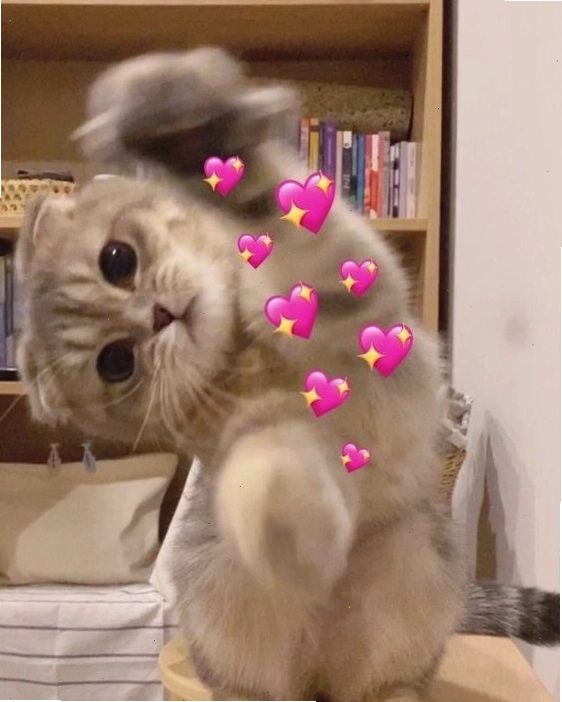 Ảnh meme mèo con dễ thương đang ngủ