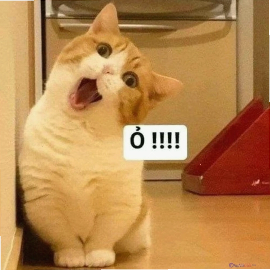 Ảnh meme mèo dỗi đầy biểu cảm