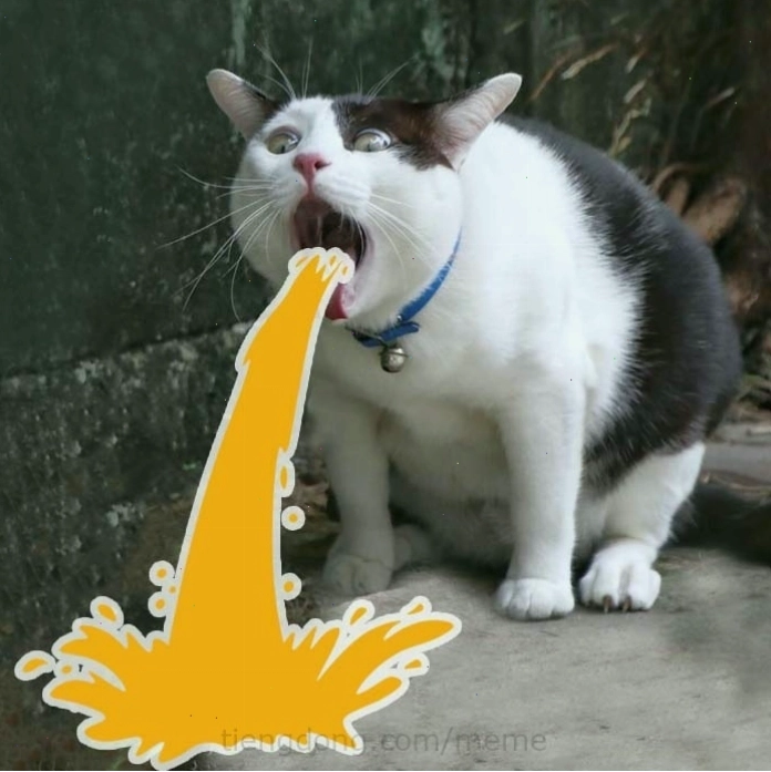 Ảnh meme mèo dỗi với ánh mắt tóe lửa