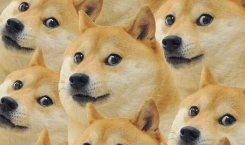 Ảnh meme mèo hài hước đang làm trò