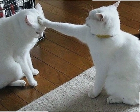 Ảnh meme mèo hài hước với biểu cảm ngơ ngác