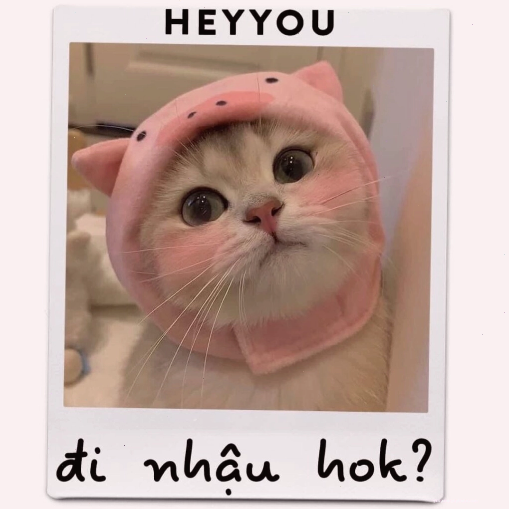Ảnh mèo con nằm tạo dáng đáng yêu