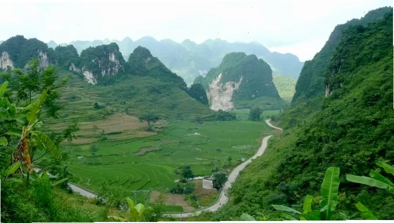 Avatar cỏ 4 lá mang lại cảm giác thư thái