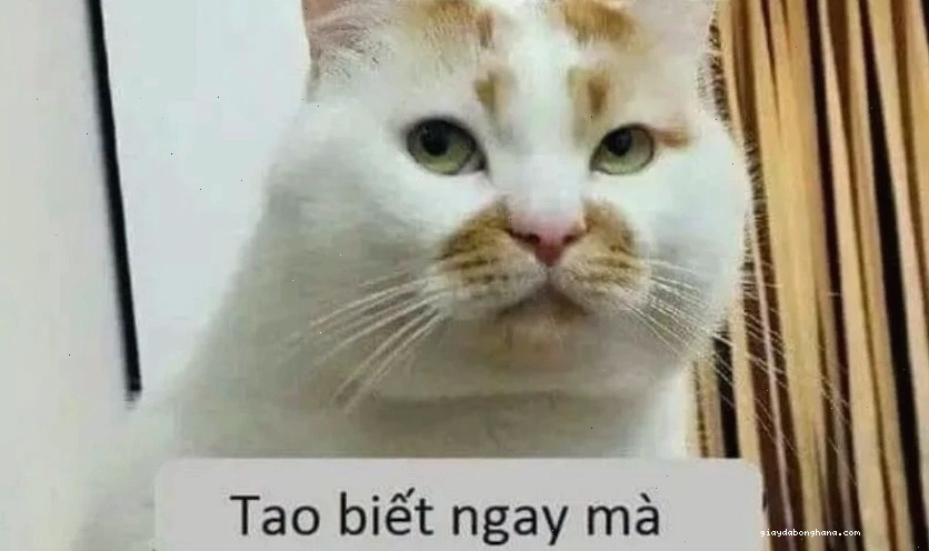 Avatar meme mèo hài hước với biểu cảm "nhõng nhẽo"