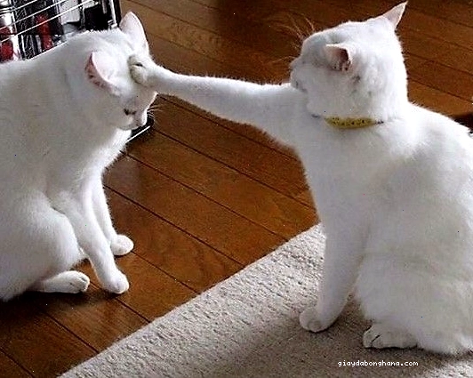 Avatar mèo meme hài hước với biểu cảm ngạc nhiên