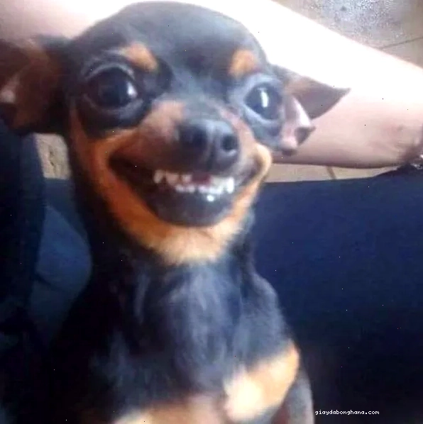 Biểu cảm lè lưỡi hài hước của Chihuahua meme