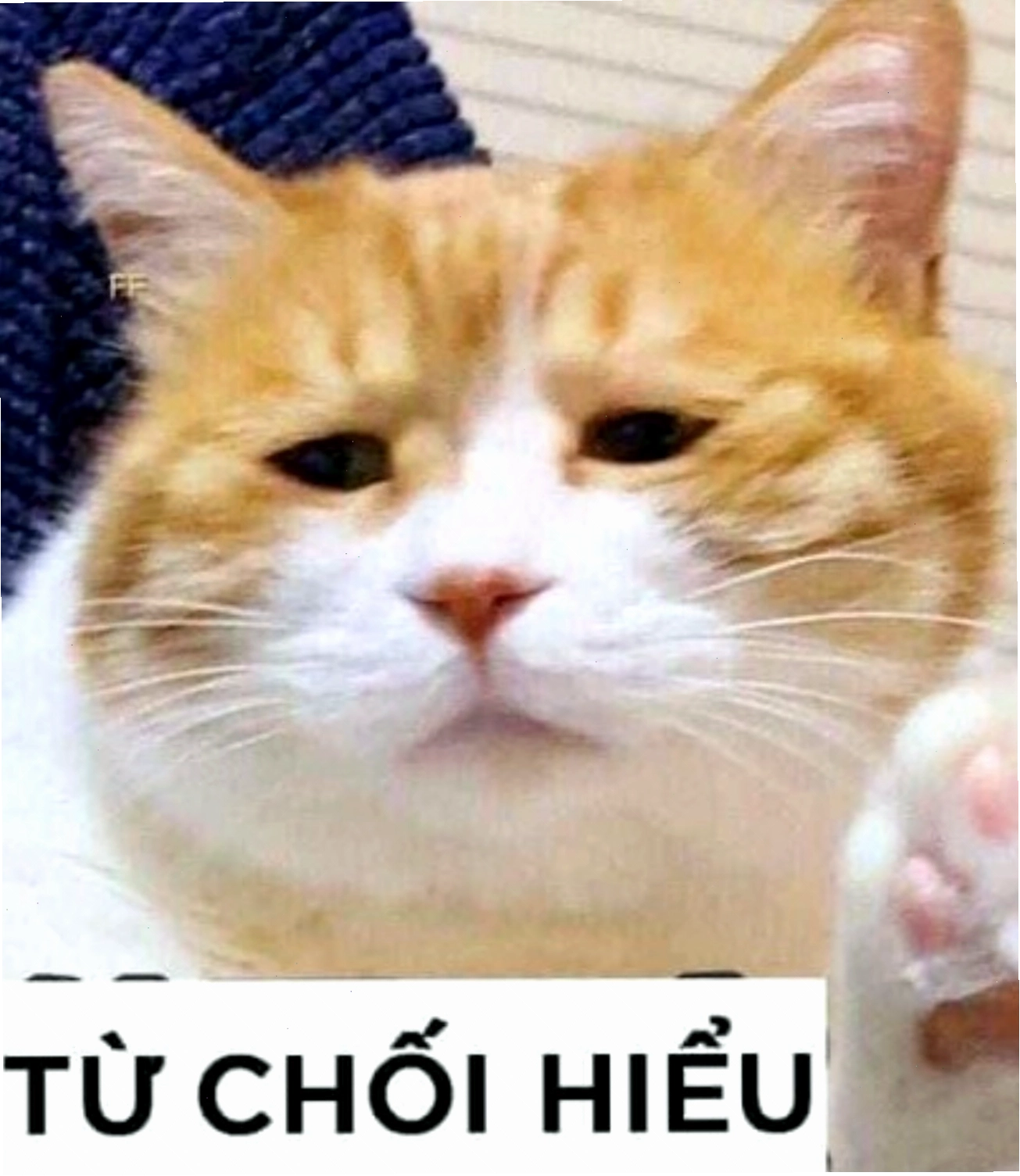 Biểu cảm từ chối hiểu cực hài của chú mèo.