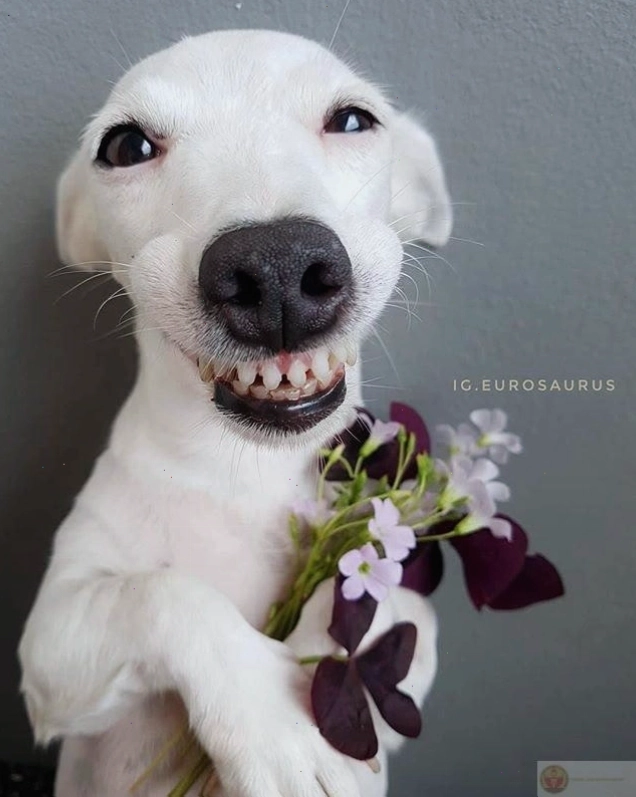 Bộ ảnh tặng hoa cute lan tỏa năng lượng tích cực