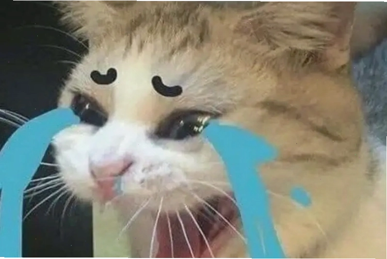 Bộ sưu tập meme thất vọng đang gây sốt trên mạng xã hội