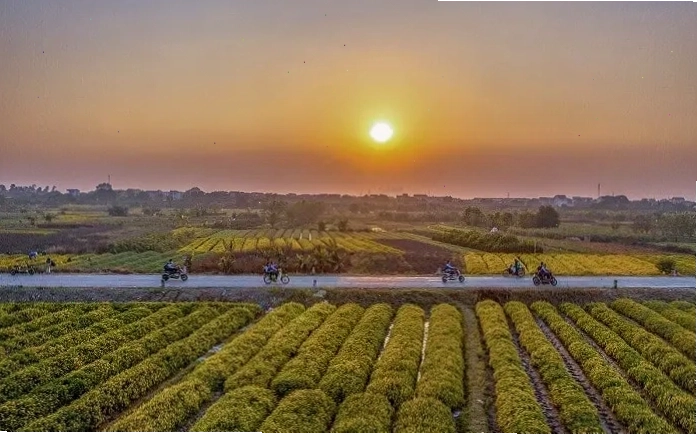 Cánh đồng hoa Cúc Chi rực rỡ sắc vàng, điểm check-in hot tại Hưng Yên