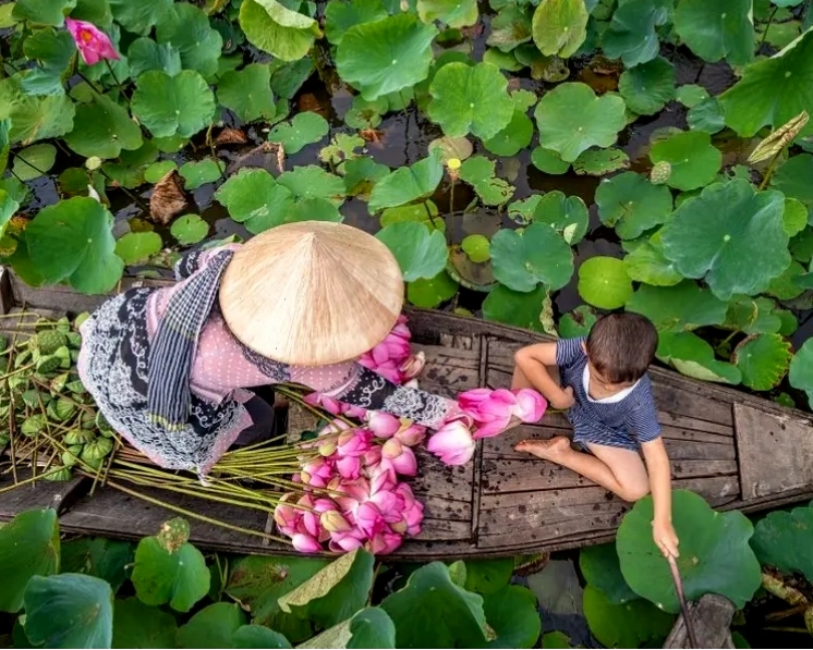 Cánh đồng hoa sen rực rỡ tại Đồng Tháp Mười