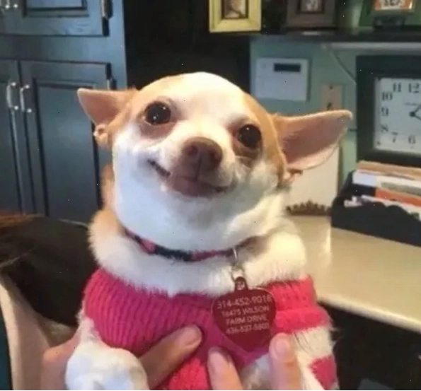 Chihuahua meme đáng yêu với "ánh mắt" "hồn nhiên"