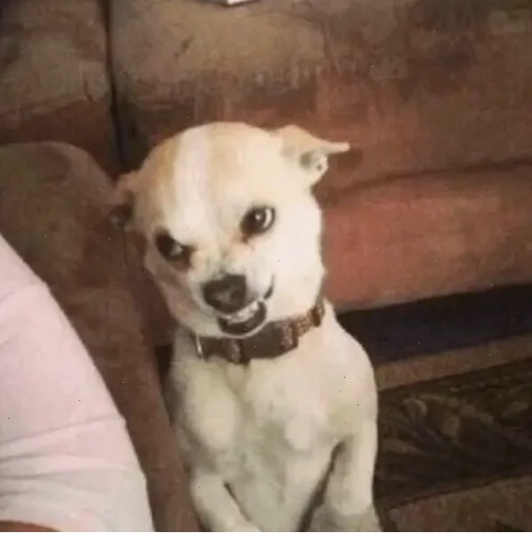 Chihuahua meme face với biểu cảm hài hước và "khó ở"