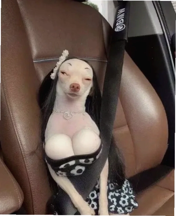 Chihuahua meme lè lưỡi đáng yêu và tinh nghịch