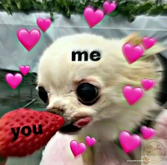 Chihuahua meme với biểu cảm đáng yêu và ngộ nghĩnh