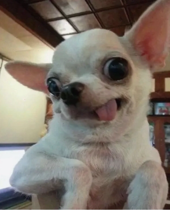 Chihuahua meme với biểu cảm "khó ở" đặc trưng