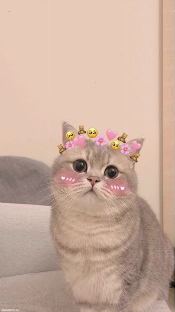 Chú mèo con đang chơi đùa
