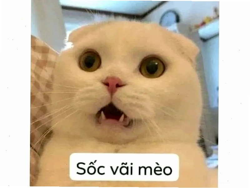 Chú mèo đeo kính râm, tạo dáng hài hước