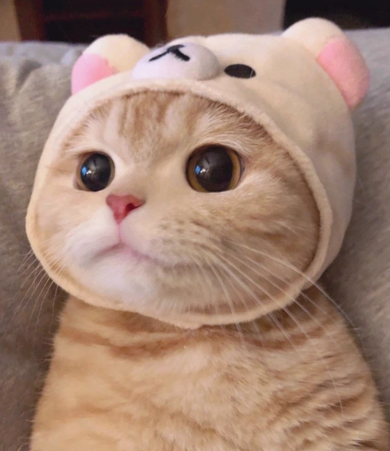 Chú mèo mắt to đội mũ, biểu cảm ngộ nghĩnh.