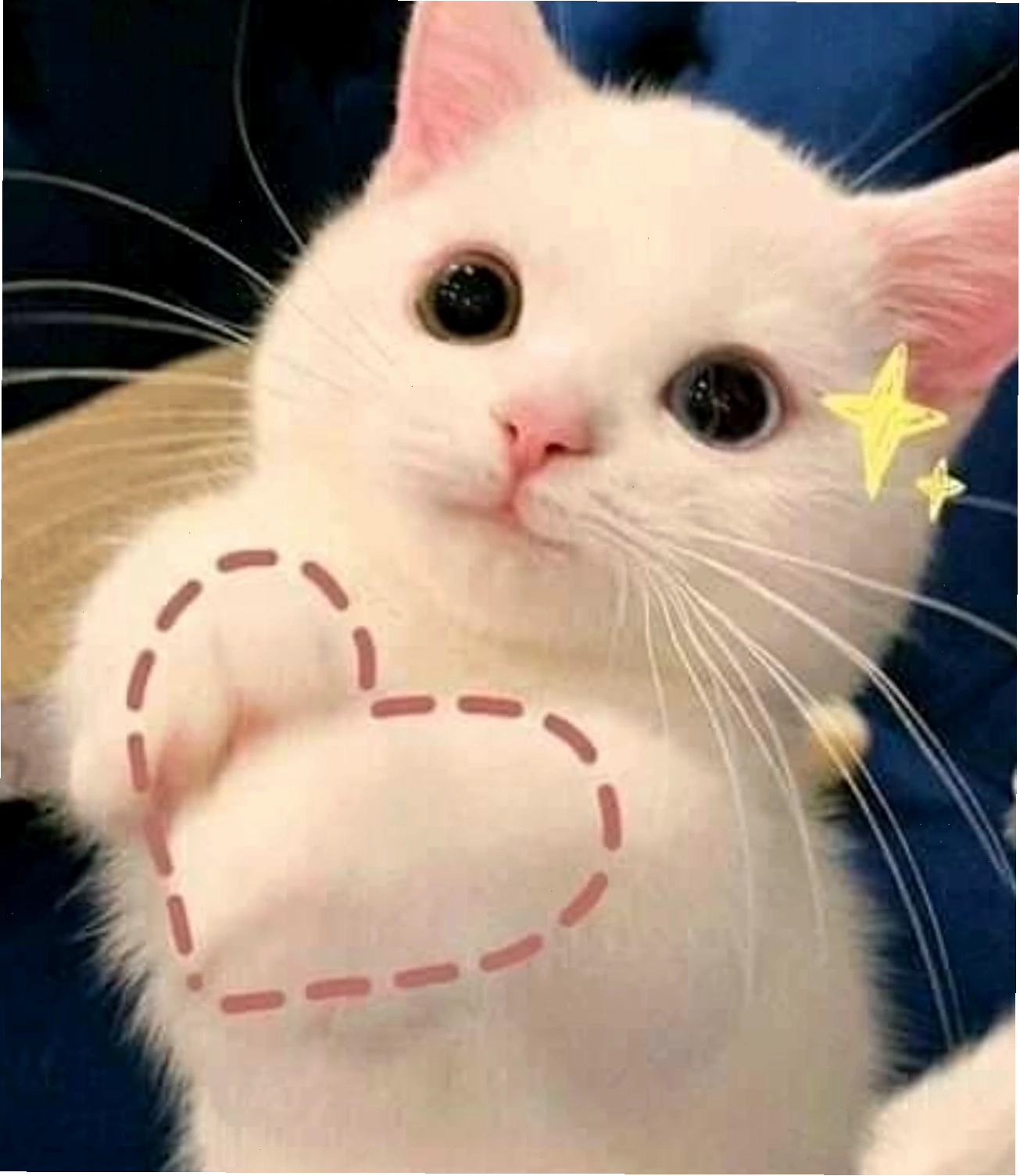 Chú mèo tạo tay thành hình trái tim, biểu cảm dễ thương.