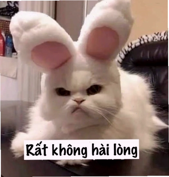 Chú mèo với vẻ mặt “không quan tâm”