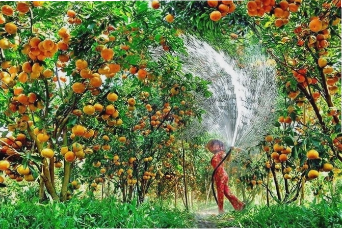 Cù lao Tân Quy với khung cảnh sông nước miền Tây thanh bình