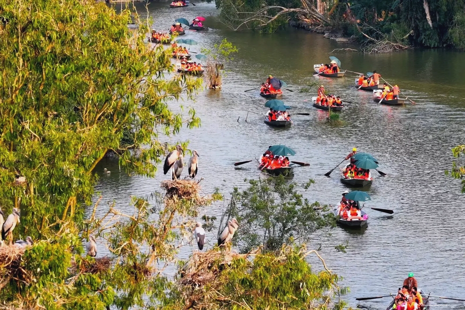 Đàn chim bay về tổ tại Vườn chim Thung Nham