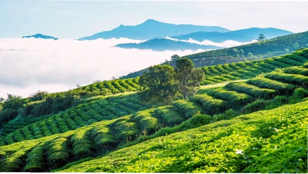 Đồi chè Cầu Đất xanh mướt nhìn từ trên cao