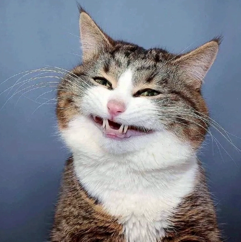 Haha noob meme hài hước, đậm chất vui nhộn