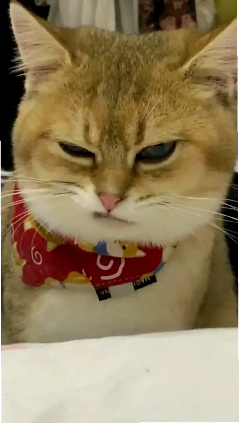 Haha reaction meme hoàn hảo cho mọi phản ứng hài hước