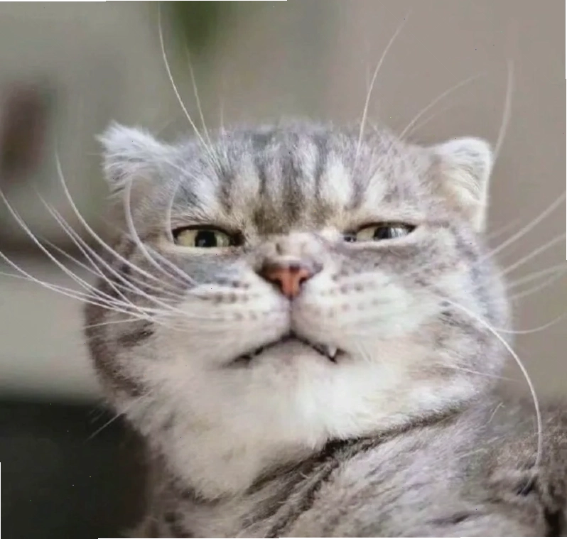 Hahahah meme giúp bạn giải trí tuyệt vời