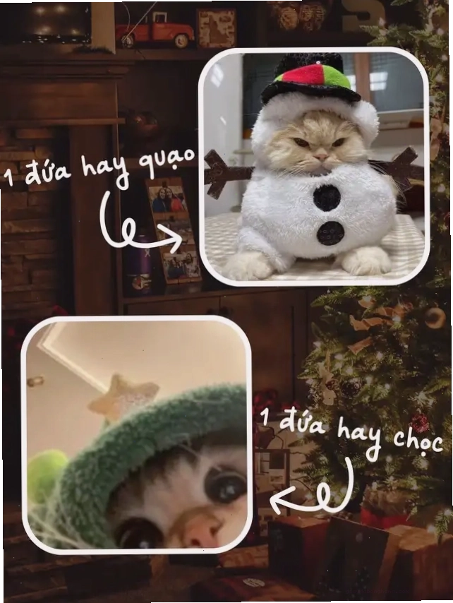 Hai ảnh mèo meme Giáng Sinh hóa trang người tuyết và đội mũ xanh