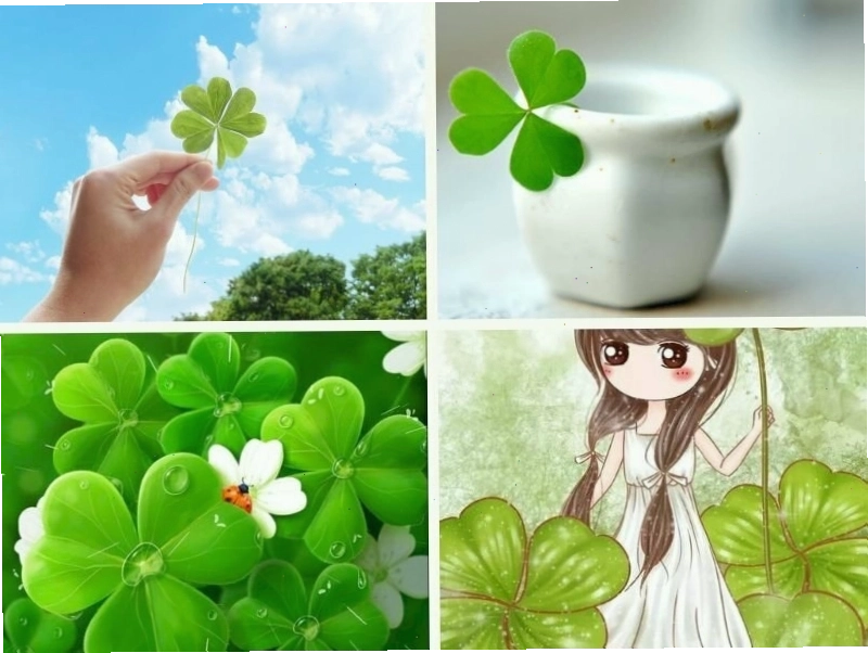 Hình ảnh cỏ 4 lá với vẻ đẹp tự nhiên mang đến may mắn