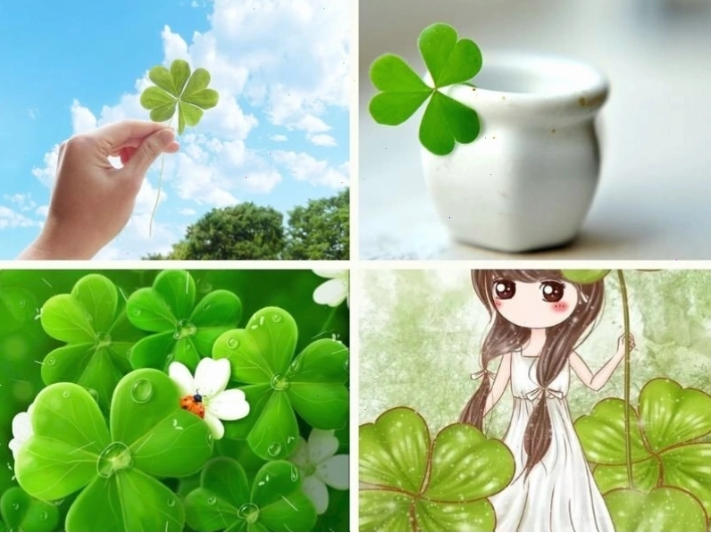 Hình ảnh cỏ 4 lá xanh mướt tượng trưng cho may mắn và hy vọng