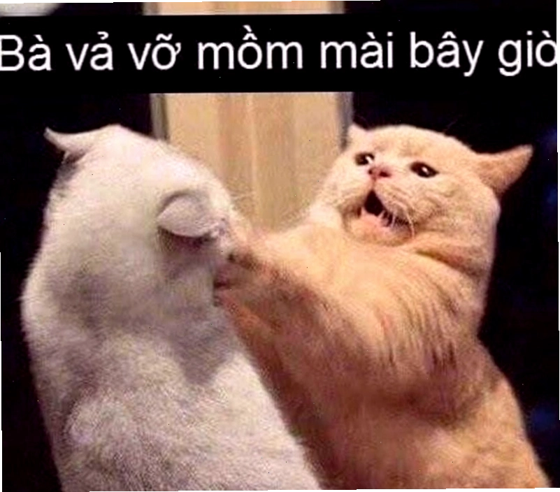 Khi nào nên sử dụng meme đánh nhau