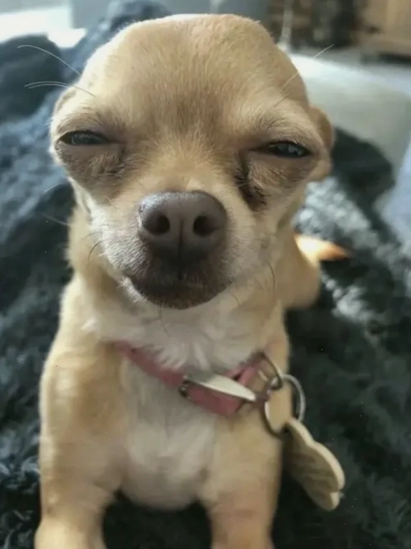 Khoảnh khắc hài hước của Chihuahua meme