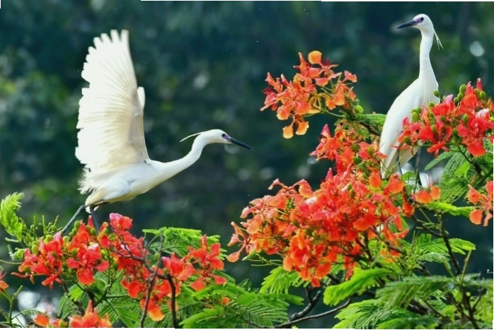 Không gian xanh mát bao quanh Khu di tích Mộ Nguyễn Đình Chiểu