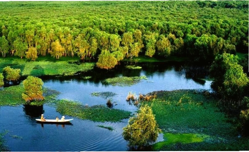 Khung cảnh rừng tràm U Minh Hạ Cà Mau