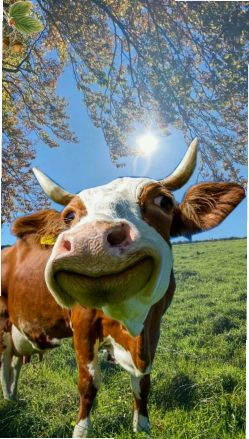 Meme bò sữa dễ thương với ánh mắt to tròn