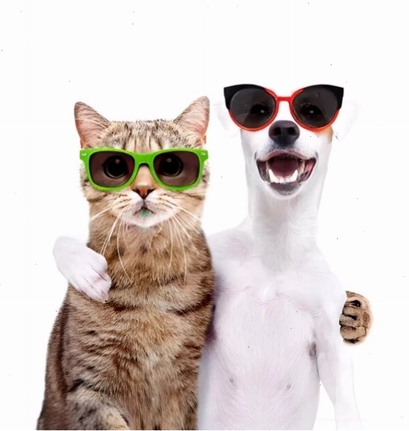 Meme chó mèo ôm nhau thể hiện tình bạn