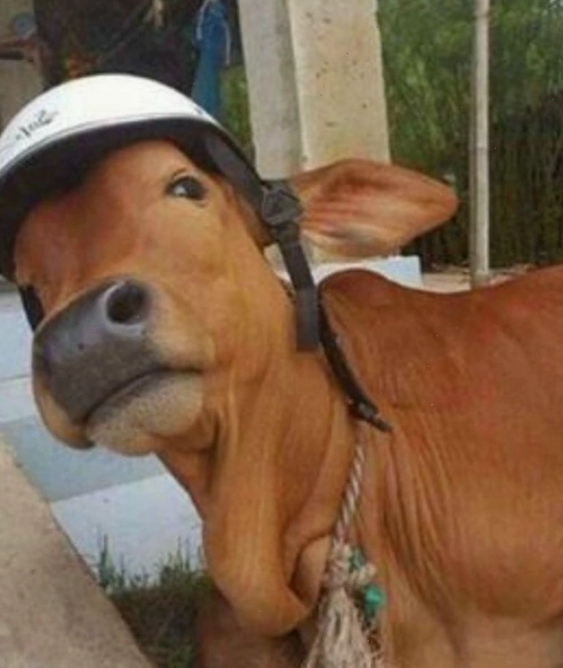 Meme con bò với nhiều biểu cảm khác nhau