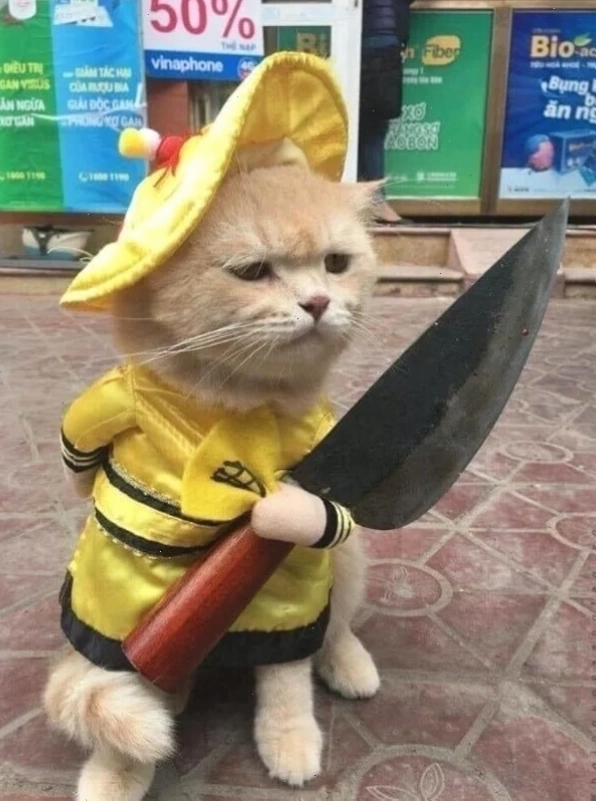 Meme con mèo cầm dao với vẻ mặt nghiêm túc