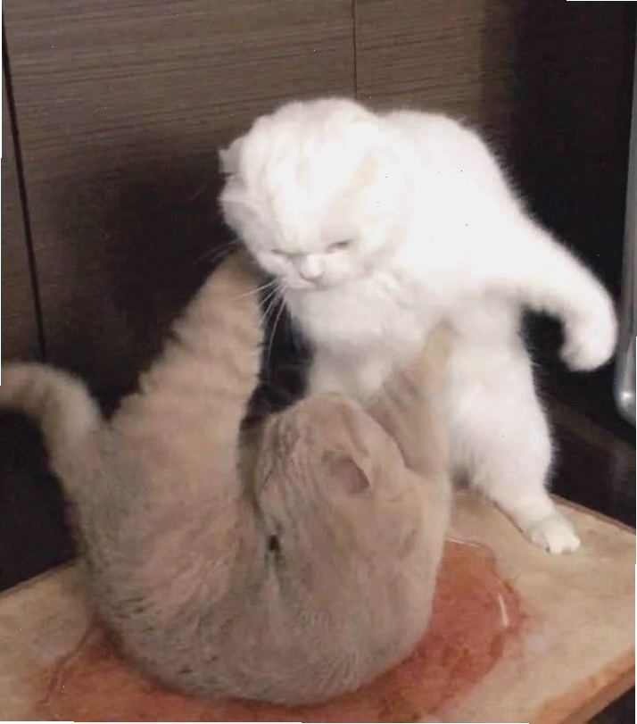 Meme đấm vào mồm hài hước