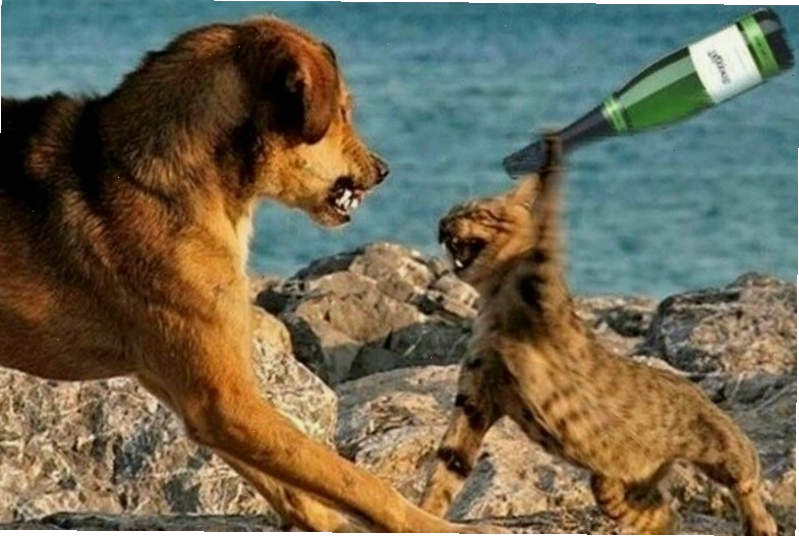 Meme đánh nhau hình động vật